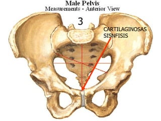 3
    CARTILAGINOSAS
    SISNFISIS
 