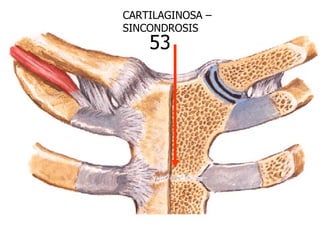 CARTILAGINOSA –
SINCONDROSIS
    53
 