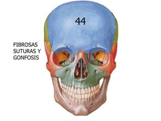 44

FIBROSAS
SUTURAS Y
GONFOSIS
 