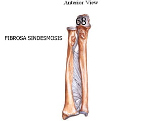68
FIBROSA SINDESMOSIS
 