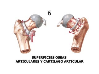 6




        SUPERFICIES OSEAS
ARTICULARES Y CARTILAGO ARTICULAR
 