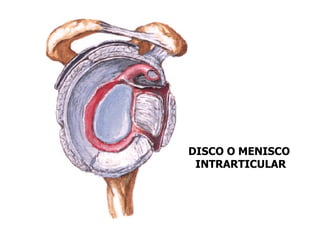 DISCO O MENISCO
 INTRARTICULAR
 