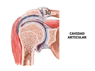 30


      CAVIDAD
     ARTICULAR
 