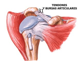 TENDONES
 Y BURSAS ARTICULARES
31
 