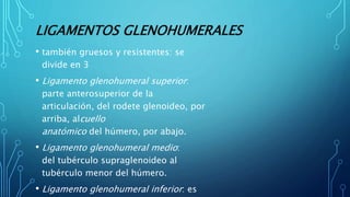 LIGAMENTOS GLENOHUMERALES
• también gruesos y resistentes: se
divide en 3
• Ligamento glenohumeral superior:
parte anterosuperior de la
articulación, del rodete glenoideo, por
arriba, alcuello
anatómico del húmero, por abajo.
• Ligamento glenohumeral medio:
del tubérculo supraglenoideo al
tubérculo menor del húmero.
• Ligamento glenohumeral inferior: es
 
