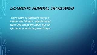 LIGAMENTO HUMERAL TRANSVERSO
Corre entre el tubérculo mayor e
inferior del húmero , que forma el
techo del bíceps del canal, que se
ejecuta la porción larga del bíceps.
 