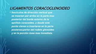 LIGAMENTOS CORACOGLENOIDEO
• fascículos de dirección vertical que
se insertan por arriba en la parte mas
posterior del borde externo de la
apófisis coracoides, y desde este
punto vienen a insertarse en la parte
posterosuperior del rodete glenoideo
y en la porción ósea mas inmediata.
 