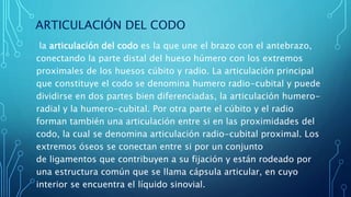 ARTICULACIÓN DEL CODO
la articulación del codo es la que une el brazo con el antebrazo,
conectando la parte distal del hueso húmero con los extremos
proximales de los huesos cúbito y radio. La articulación principal
que constituye el codo se denomina humero radio-cubital y puede
dividirse en dos partes bien diferenciadas, la articulación humero-
radial y la humero-cubital. Por otra parte el cúbito y el radio
forman también una articulación entre si en las proximidades del
codo, la cual se denomina articulación radio-cubital proximal. Los
extremos óseos se conectan entre si por un conjunto
de ligamentos que contribuyen a su fijación y están rodeado por
una estructura común que se llama cápsula articular, en cuyo
interior se encuentra el líquido sinovial.
 