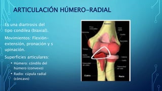 ARTICULACIÓN HÚMERO-RADIAL
Es una diartrosis del
tipo condilea (biaxial).
Movimientos: Flexión-
extensión, pronación y s
upinación.
Superficies articulares:
• Húmero: cóndilo del
húmero (convexo)
• Radio: cúpula radial
(cóncavo)
 