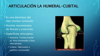 ARTICULACIÓN LA HUMERAL-CUBITAL
• Es una diartrosis del
tipo troclear (uniaxial).
• Permite movimientos
de flexión y extensión.
• Superficies articulares:
• Húmero: Tróclea humer
al, fosa coronoide y fosa
olecraniana.
• Cúbito: Olécranon y
apófisis coronoides
 