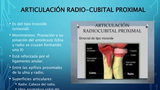 ARTICULACIÓN RADIO-CUBITAL PROXIMAL
• Es del tipo trocoide
(uniaxial).
• Movimientos: Pronación y su
pinación del antebrazo (Ulna
y radio se cruzan formando
una X)
• Está reforzada por el
ligamento anular.
• Entre las epífisis proximales
de la ulna y radio.
• Superficies articulares:
• Radio: Cabeza del radio.
 