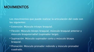 MOVIMIENTOS
Los movimientos que puede realizar la articulación del codo son
los siguientes:
• Extensión: Músculo tríceps braquial.
• Flexión: Músculo bíceps braquial, músculo braquial anterior y
músculo braquiorradial (supinador largo).
• Supinación: Músculo supinador corto y músculo bíceps
braquial.
• Pronación: Músculo pronador redondo y músculo pronador
cuadrado.
 