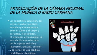 ARTICULACIÓN DE LA CÁMARA PROXIMAL
DE LA MUÑECA O RADIO CARPIANA
• Las superficies óseas son, por
arriba, el radio y un disco
articular que se encuentra
entre el cúbito y el carpo, y
por abajo, el escafoides,
el semilunar y el piramidal. La
articulación está reforzada
por la cápsula articular y
ligamentos laterales, anterior
y posterior. Es una condílea
morfológica y funcional.
 