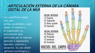 ARTICULACIÓN EXTERNA DE LA CÁMARA
DISTAL DE LA MUÑECA
• Las superficies óseas
son, por
arriba, escafoides, y por
abajo, el trapecio y
el trapezoide. La
articulación está
reforzada por la cápsula
articular y ligamentos
laterales, anterior y
posterior. Es una doble
artrodia morfológica y
 