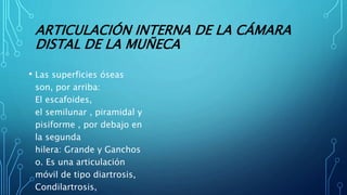 ARTICULACIÓN INTERNA DE LA CÁMARA
DISTAL DE LA MUÑECA
• Las superficies óseas
son, por arriba:
El escafoides,
el semilunar , piramidal y
pisiforme , por debajo en
la segunda
hilera: Grande y Ganchos
o. Es una articulación
móvil de tipo diartrosis,
Condilartrosis,
 