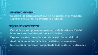 OBJETIVO GENERAL
• Describir las articulaciones que se presentan en el miembro
superior del cuerpo, su estructura y función.
OBJETIVOS ESPECIFICOS:
• Describir los componentes anatómicos de la articulación del
hombro y los movimientos que este realiza.
• Explicar la estructura y función de la articulación del codo
• Analizar la importancia de la articulación de la muñeca
• Interpretar la función en conjunto de todas estas articulaciones.
 