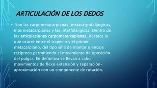 ARTICULACIÓN DE LOS DEDOS
• Son las carpometacarpianas, metacarpofalángicas,
intermetacarpianas y las interfalángicas. Dentro de
las articulaciones carpometarcapianas, destaca la
que ocurre entre el trapecio y el primer
metacarpiano, del tipo silla de montar o encaje
recíproco permitiendo el movimiento de oposición
del pulgar. En definitiva se llevan a cabo
movimientos de flexo extensión y separación-
aproximación con un componente de rotación.
 