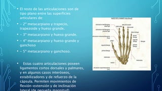 • El resto de las articulaciones son de
tipo plano entre las superficies
articulares de:
• - 2º metacarpiano y trapecio,
trapezoide y hueso grande.
• - 3º metacarpiano y hueso grande.
• - 4º metacarpiano y hueso grande y
ganchoso
• - 5º metacarpiano y ganchoso.
• Estas cuatro articulaciones poseen
ligamentos cortos dorsales y palmares,
y en algunos casos interóseos,
estabilizadores y de refuerzo de la
cápsula. Permiten movimientos de
flexión-extensión y de inclinación
 