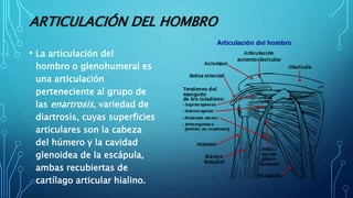 ARTICULACIÓN DEL HOMBRO
• La articulación del
hombro o glenohumeral es
una articulación
perteneciente al grupo de
las enartrosis, variedad de
diartrosis, cuyas superficies
articulares son la cabeza
del húmero y la cavidad
glenoidea de la escápula,
ambas recubiertas de
cartílago articular hialino.
 