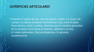 SUPERFICIES ARTICULARES
• Estando el sujeto de pie, con los brazos caídos a lo largo del
cuerpo, la cabeza humeral, hemisférica y lisa, está dirigida
hacia dentro, atrás y arriba, mientras que la cavidad glenoidea
de la escápula mira hacia el exterior, adelante y arriba;
el rodete glenoideo, fibrocartilaginoso, la agranda
notablemente.
 