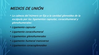 MEDIOS DE UNIÓN
• La cabeza del húmero se fija a la cavidad glenoidea de la
escápula por los ligamentos capsular, coracohumeral y
glenohumerales:
• Ligamento capsular
• Ligamento coracohumeral
• Ligamentos glenohumerales
• Ligamento humeral transverso
• Ligamentos coracoglenoideo
 