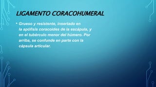 LIGAMENTO CORACOHUMERAL
• Grueso y resistente, insertado en
la apófisis coracoides de la escápula, y
en el tubérculo menor del húmero. Por
arriba, se confunde en parte con la
cápsula articular.
 