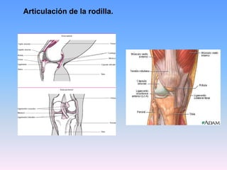 Articulación de la rodilla.
 