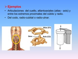  Ejemplos
• Articulaciones del cuello, atlantoaxiales (atlas - axis) y
  entre los extremos proximales del cúbito y radio.
• Del codo, radio-cubital o radio-ulnar.
 