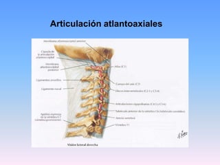 Articulación atlantoaxiales
 