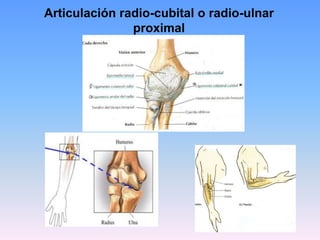 Articulación radio-cubital o radio-ulnar
               proximal
 