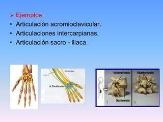  Ejemplos
• Articulación acromioclavicular.
• Articulaciones intercarpianas.
• Articulación sacro - iliaca.
 