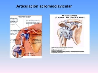 Articulación acromioclavicular
 