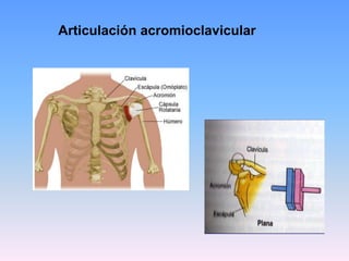 Articulación acromioclavicular
 
