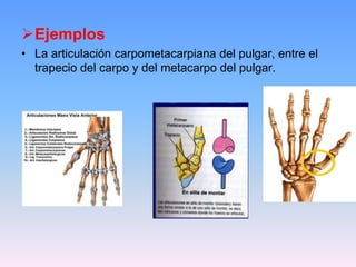 Ejemplos
• La articulación carpometacarpiana del pulgar, entre el
  trapecio del carpo y del metacarpo del pulgar.
 