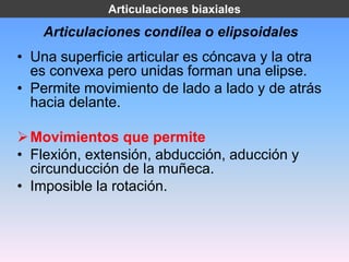 Articulaciones biaxiales

    Articulaciones condílea o elipsoidales
• Una superficie articular es cóncava y la otra
  es convexa pero unidas forman una elipse.
• Permite movimiento de lado a lado y de atrás
  hacia delante.

 Movimientos que permite
• Flexión, extensión, abducción, aducción y
  circunducción de la muñeca.
• Imposible la rotación.
 