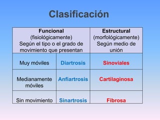 Clasificación
          Funcional                Estructural
     (fisiológicamente)         (morfológicamente)
 Según el tipo o el grado de     Según medio de
 movimiento que presentan              unión

 Muy móviles      Diartrosis       Sinoviales


Medianamente     Anfiartrosis     Cartilaginosa
  móviles

Sin movimiento   Sinartrosis         Fibrosa
 
