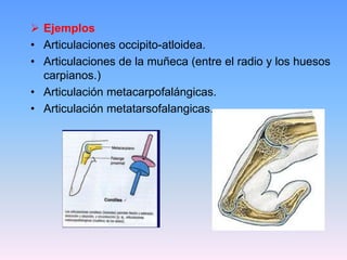  Ejemplos
• Articulaciones occipito-atloidea.
• Articulaciones de la muñeca (entre el radio y los huesos
  carpianos.)
• Articulación metacarpofalángicas.
• Articulación metatarsofalangicas.
 