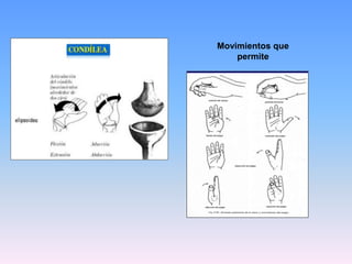 Movimientos que
    permite
 
