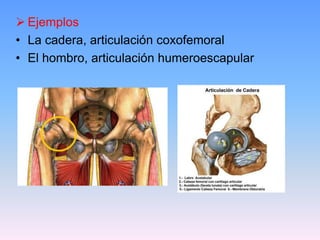  Ejemplos
• La cadera, articulación coxofemoral
• El hombro, articulación humeroescapular
 