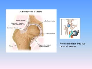 Permite realizar todo tipo
de movimientos.
 