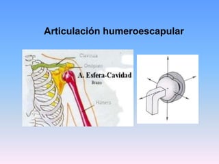 Articulación humeroescapular
 