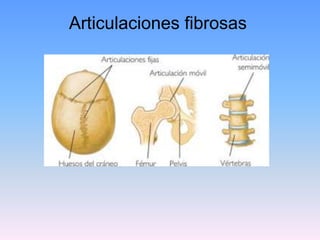 Articulaciones fibrosas
 