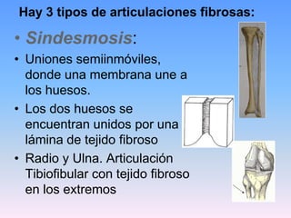Hay 3 tipos de articulaciones fibrosas:

• Sindesmosis:
• Uniones semiinmóviles,
  donde una membrana une a
  los huesos.
• Los dos huesos se
  encuentran unidos por una
  lámina de tejido fibroso
• Radio y Ulna. Articulación
  Tibiofibular con tejido fibroso
  en los extremos
 