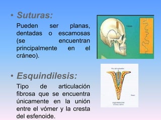 • Suturas:
 Pueden     ser     planas,
 dentadas o escamosas
 (se            encuentran
 principalmente    en    el
 cráneo).


• Esquindilesis:
 Tipo     de    articulación
 fibrosa que se encuentra
 únicamente en la unión
 entre el vómer y la cresta
 del esfenoide.
 