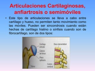 Articulaciones Cartilaginosas,
   anfiartrosis o semimóviles
• Este tipo de articulaciones se lleva a cabo entre
  cartílago y hueso, no permiten tanto movimiento como
  las móviles. Pueden ser sincondrosis cuando están
  hechas de cartílago hialino o sínfisis cuando son de
  fibrocartílago, son de dos tipos:
 