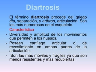 Diartrosis
  El término diartrosis procede del griego
  día, separación, y arthron, articulación. Son
  las más numerosas en el esqueleto.
  Característica
- Diversidad y amplitud de los movimientos
  que permiten a los huesos.
- Poseen      cartílago    articular    o    de
  revestimiento en ambas partes de la
  articulación.
- Son las más móviles y frágiles ya que son
  menos resistentes y mas recubiertas.
 