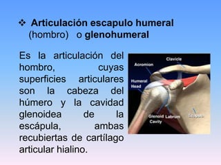  Articulación escapulo humeral
 (hombro) o glenohumeral

Es la articulación del
hombro,              cuyas
superficies articulares
son la cabeza del
húmero y la cavidad
glenoidea        de     la
escápula,           ambas
recubiertas de cartílago
articular hialino.
 