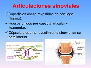 Articulaciones sinoviales
 Superficies óseas revestidas de cartílago
  (hialino).
 Huesos unidos por cápsula articular y
  ligamentos.
 Cápsula presenta revestimiento sinovial en su
  cara interior.
 