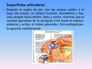 Superficies articulares
• Estando el sujeto de pie, con los brazos caídos a lo
  largo del cuerpo, la cabeza humeral, hemisférica y lisa,
  está dirigida hacia dentro, atrás y arriba, mientras que la
  cavidad glenoidea de la escápula mira hacia el exterior,
  adelante y arriba; el rodete glenoideo, fibrocartilaginoso,
  la agranda notablemente.
 