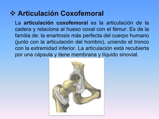  Articulación Coxofemoral
 La articulación coxofemoral es la articulación de la
 cadera y relaciona al hueso coxal con el fémur. Es de la
 familia de: la enartrosis más perfecta del cuerpo humano
 (junto con la articulación del hombro), uniendo el tronco
 con la extremidad inferior. La articulación está recubierta
 por una cápsula y tiene membrana y líquido sinovial.
 